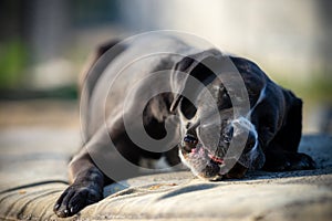 Portrait of a large black Amstaff mix dog eating meat in a spring garden full of sunshine.