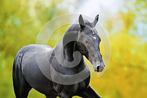 Portrait of a large black horse in motion