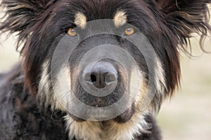 Portrait of large black long haired mutt dog