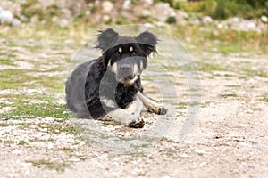 Portrait of large black long haired stray mutt dog