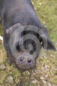 A portrait of a large black pigs.