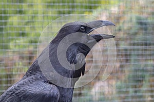 Portrait of a large black raven with its beak open