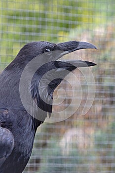 Portrait of a large black raven with its beak open