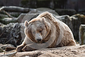 Portrait of a large brown bear resting on a rock