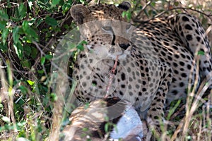 Portrait of large cheetah with prey. Masai Mara, Kenya