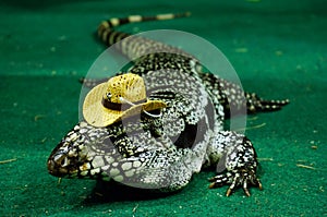 Portrait of a large colorful monitor lizard (Goanna)