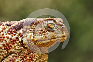 Portrait of large common brown toad