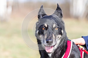 Portrait of a large dog in a harness.