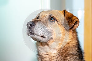 Portrait of a large dog with a trusting look in a room on a light background