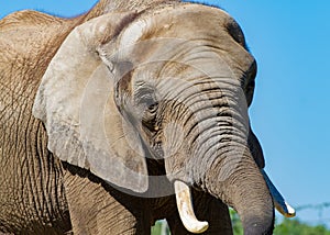 A portrait of a large elephant