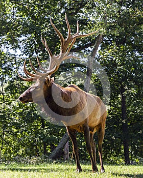 Portrait of a large elk stag displaying its antlers