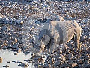 Portrait of large endangered black rhino drinking from water hole in Etosha National Park, Namibia, Africa