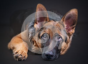 Portrait of a large German Shepherd, 3 years old, full body, lie down on black background, copy-space