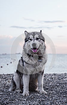 Portrait of a large gray and white fluffy Alaskan Malamute