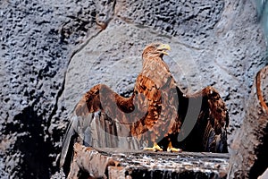 Portrait of a large hawk or eagle with wings spread looking to the side