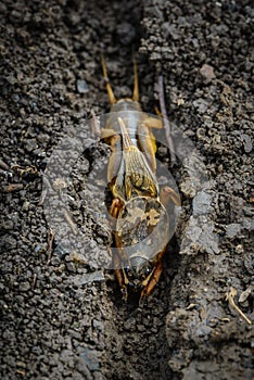 The portrait of a large insect living in the land - gryllotalpa