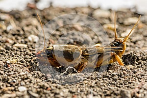 The portrait of a large insect living in the land - gryllotalpa