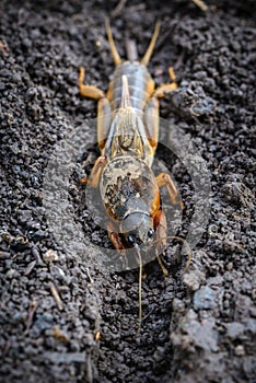 The portrait of a large insect living in the land - gryllotalpa