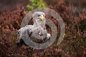 A portrait of large and majestic raptor White-tailed eagle, Haliaeetus albicilla on brownish heath in Estonian wild nature, Northe