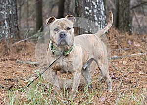 Large male Bulldog Pitbull Presa Canario Mastiff mix breed dog with collar photo