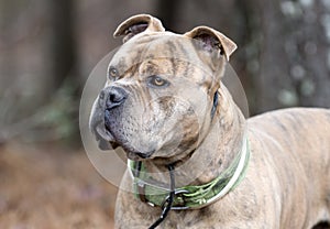 Portrait of large brindle male Bulldog Pitbull Presa Canario Mastiff mix breed dog with collar and big head photo