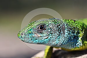 Portrait of large male green lizard