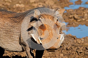 Portrait of a large male warthog, Mokala National Park, South Africa