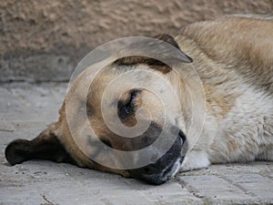 Portrait of a large mongrel dog sleeping on a hot summer day. A large light brown male with drooping ears is resting.