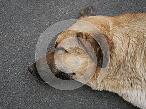 Portrait of a large mongrel dog sleeping on a hot summer day. A large light brown male with drooping ears is resting.