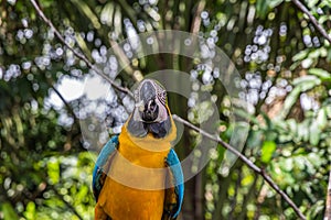 Portrait of a large multicolored macao parrot
