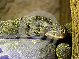 An Portrait of a large Papuan monitor, Varanus salvadorii