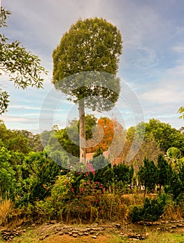 Portrait of a large tree towering over other trees and bushes on a hill