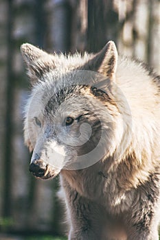 Portrait of a large tundra wolf with light hair.