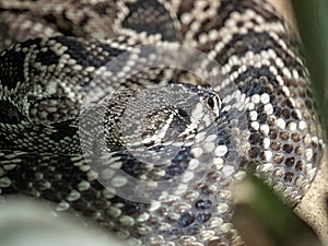 the Portrait of a large venomous Eastern diamondback rattlesnake, Crotalus adamanteus photo