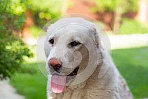 Portrait of a large white Alabai dog on a bright light natural background. Central Asian Shepherd Dog on summer sunny day.Concept