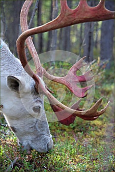 Portrait of a large white reindeer