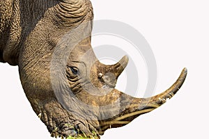 Portrait of a large white Rhinoceros or Rhino isolated on white taken in Kruger park during safari