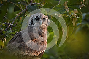 Portrait of largest african owl, Verreaux`s Eagle-owl or Giant Eagle-owl, Bubo lacteus perched among leaves in late evening,
