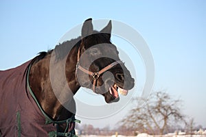 Portrait of laughing black horse