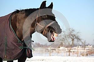 Portrait of laughing black horse