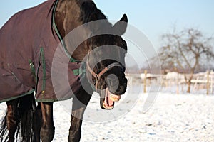 Portrait of laughing black horse