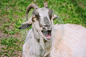 Portrait of a laughing goat