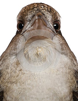 Portrait of Laughing Kookaburra, Dacelo novaeguineae