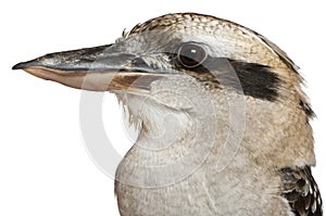 Portrait of Laughing Kookaburra, Dacelo novaeguineae