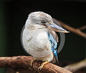Portrait of a laughing kookaburra ,dacelo novaeguineae, with big beak. Blue-winged kookaburra. Australia.