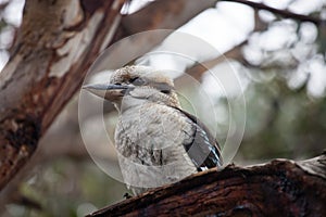 Portrait of a laughing kookaburra ,dacelo novaeguineae, with big beak. Blue-winged kookaburra. Australia.