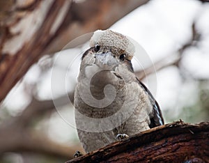 Portrait of a laughing kookaburra ,dacelo novaeguineae, with big beak. Blue-winged kookaburra. Australia.