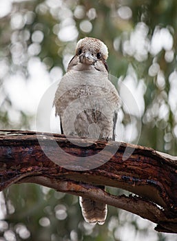 Portrait of a laughing kookaburra ,dacelo novaeguineae, with big beak. Blue-winged kookaburra. Australia.