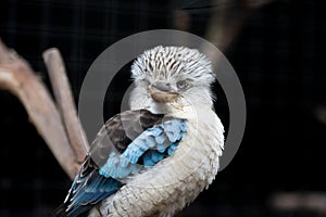 Portrait of a laughing kookaburra ,dacelo novaeguineae, with big beak. Blue-winged kookaburra. Australia.