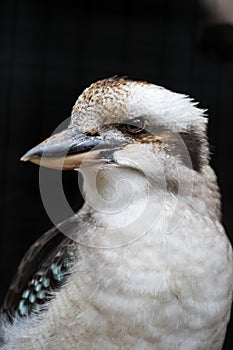 Portrait of a laughing kookaburra ,dacelo novaeguineae, with big beak. Blue-winged kookaburra. Australia.